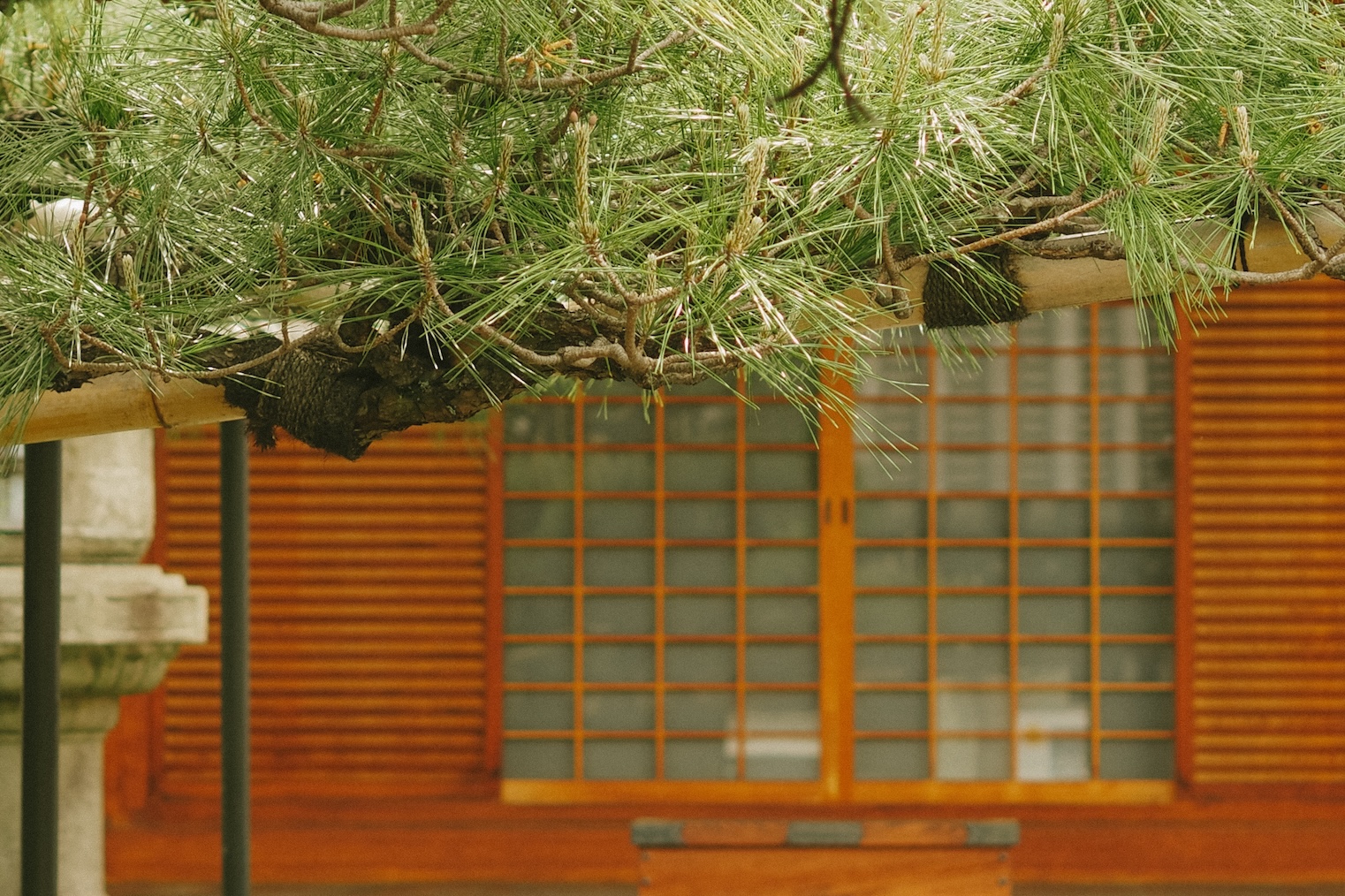 5個京都隱密寺廟與神社春季開放,一窺古都的的文化遺產